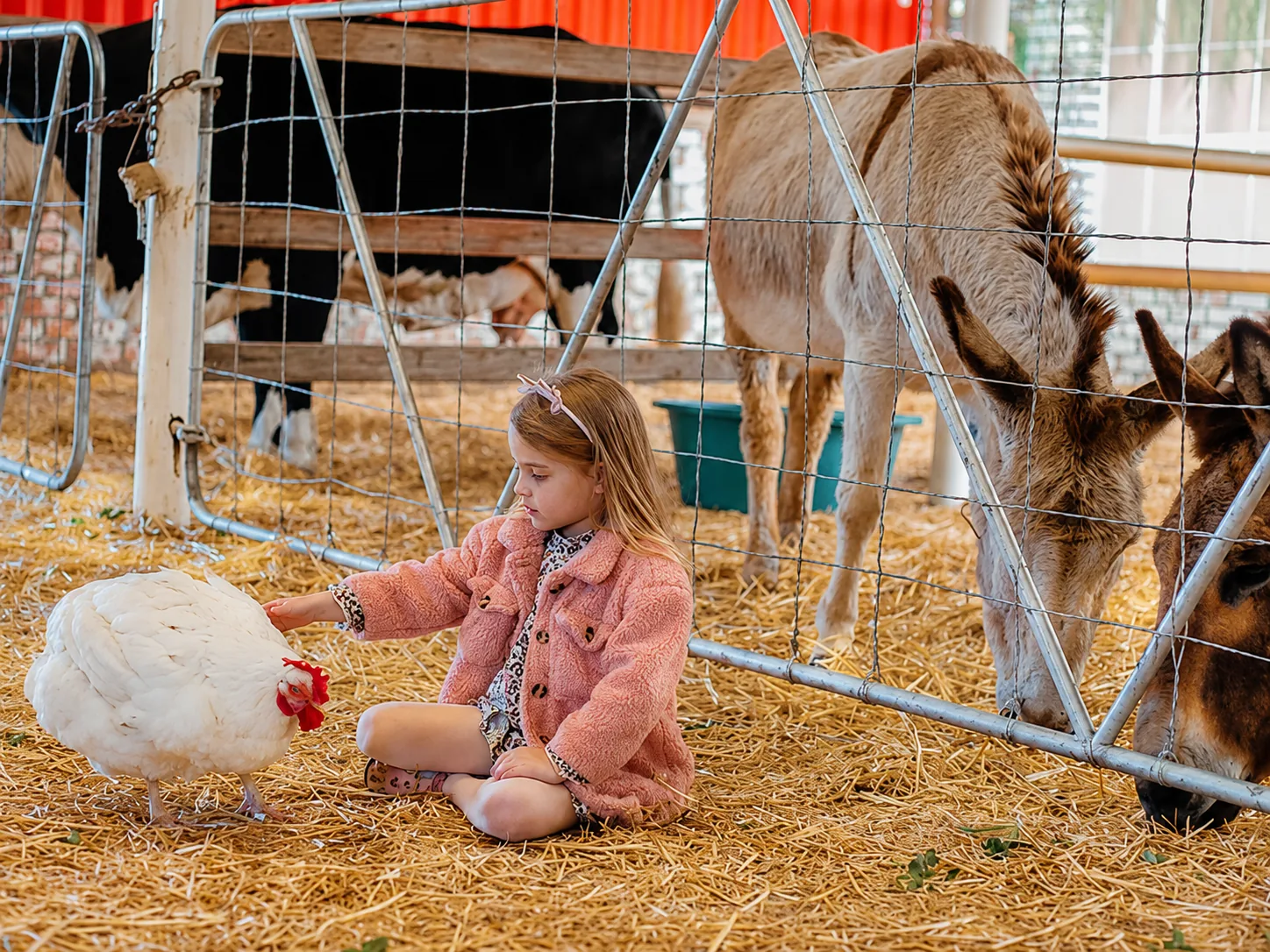 Girl reaching for hen in pen at Lat Wai